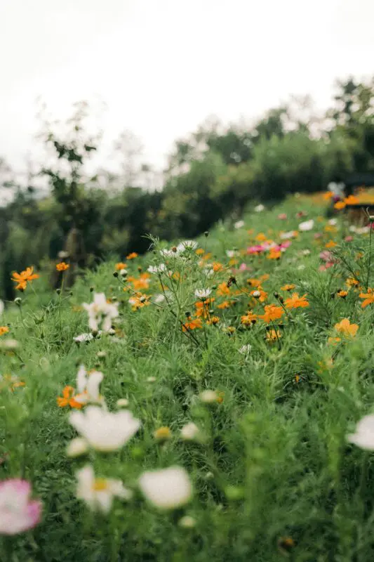 wilde bloemen