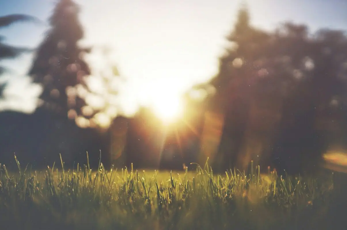 zon grasveld