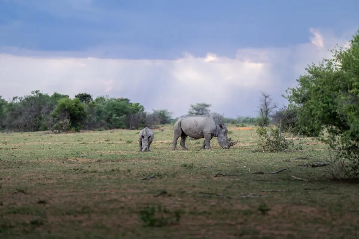 sediba zuid afrika