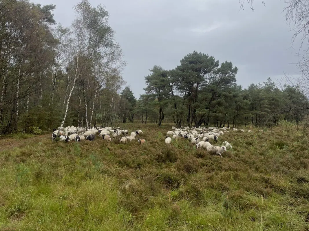 Veluwe x Barts Boekje