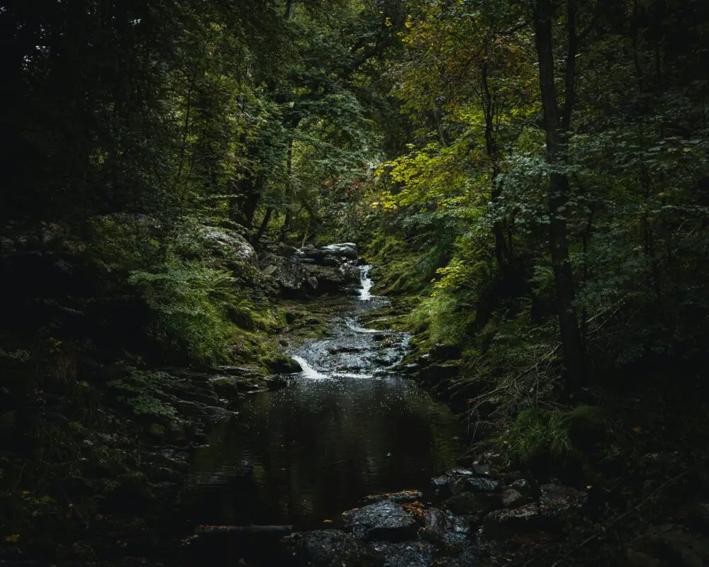 Bos in de Ardennen