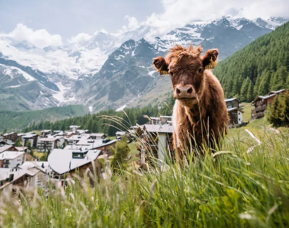 saas-fee