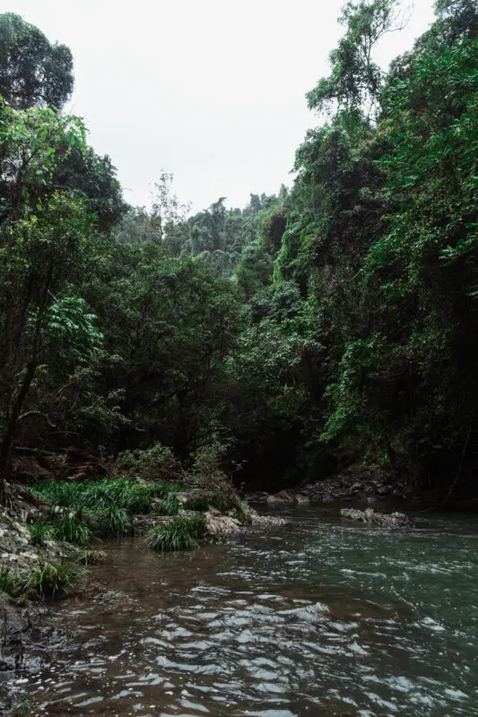 Daintree Experience