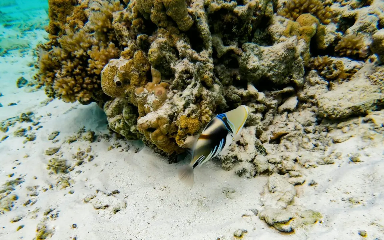 Great Barrier Reef