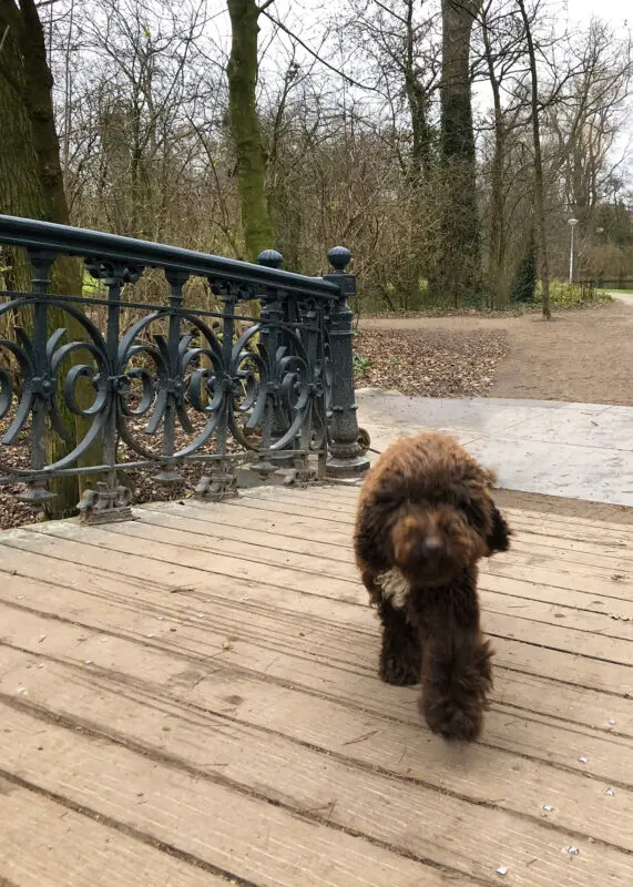 honden amsterdam