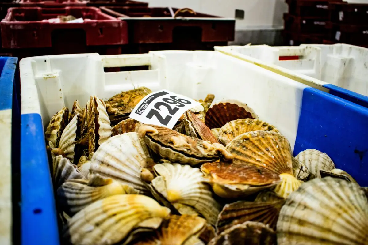 coquilles