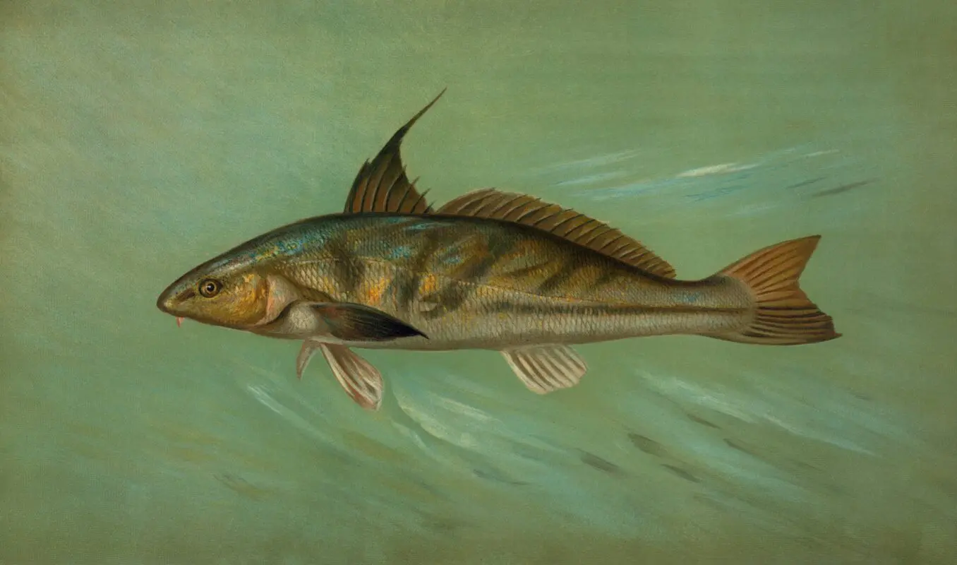 kingfish