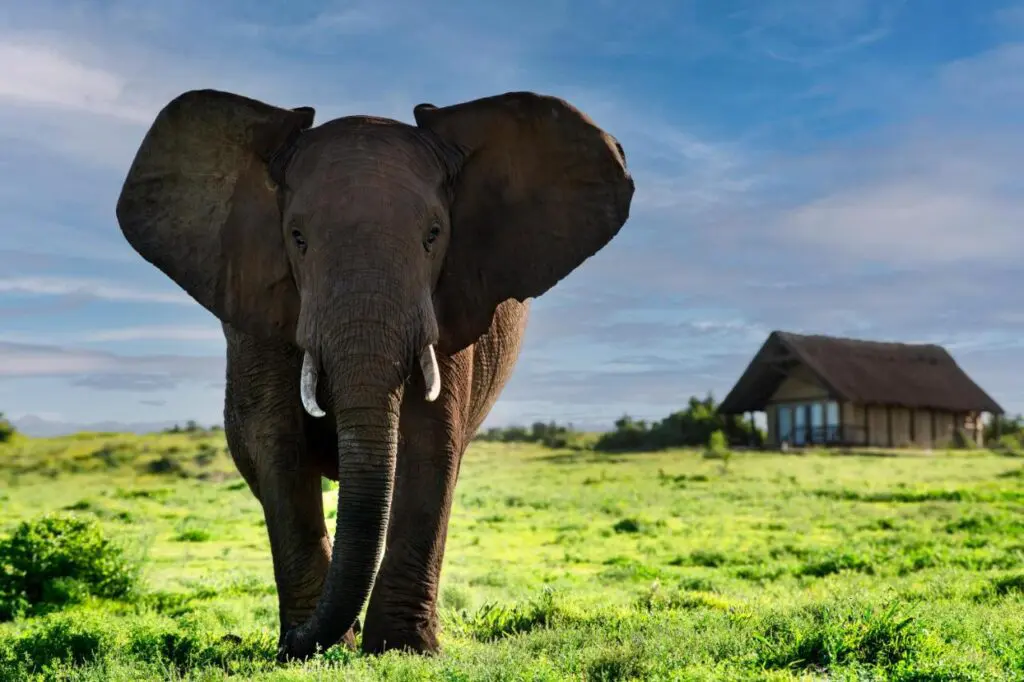 Gorah Elephant Camp