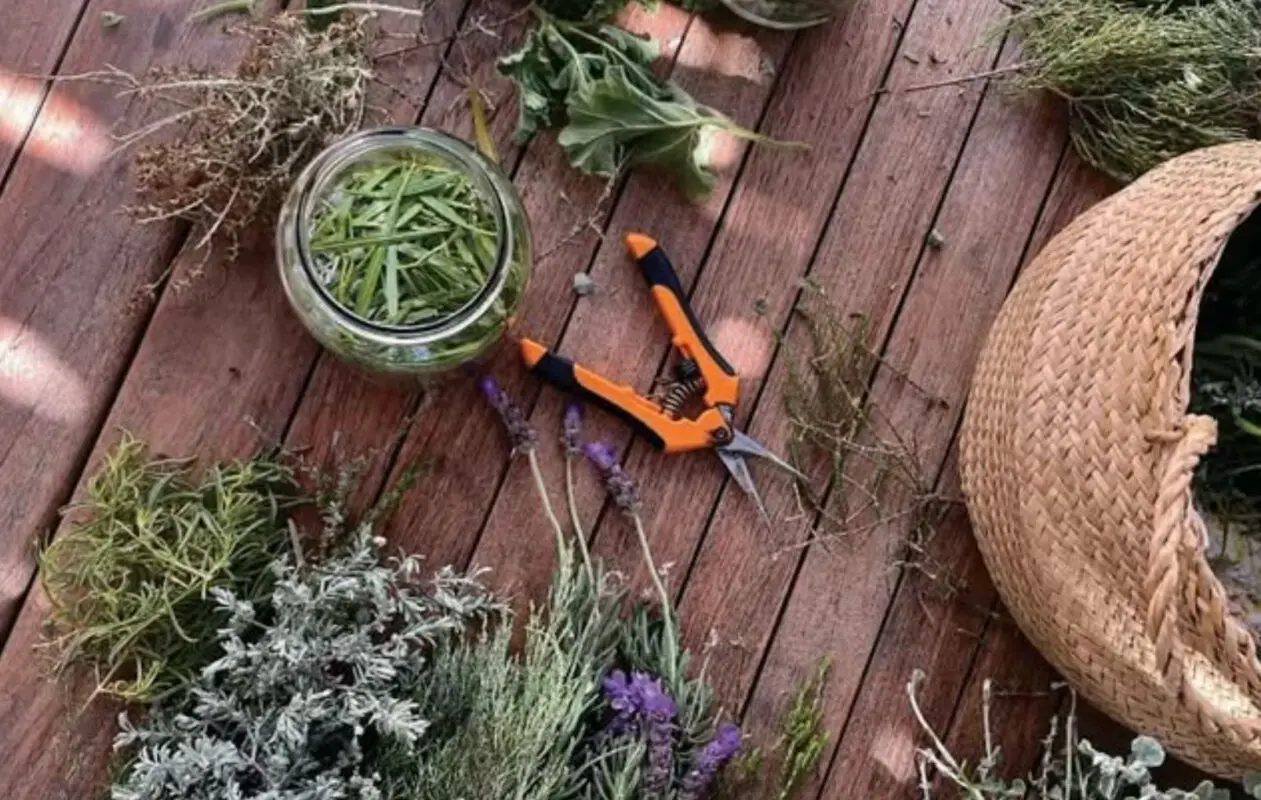 plant alchemy retreat