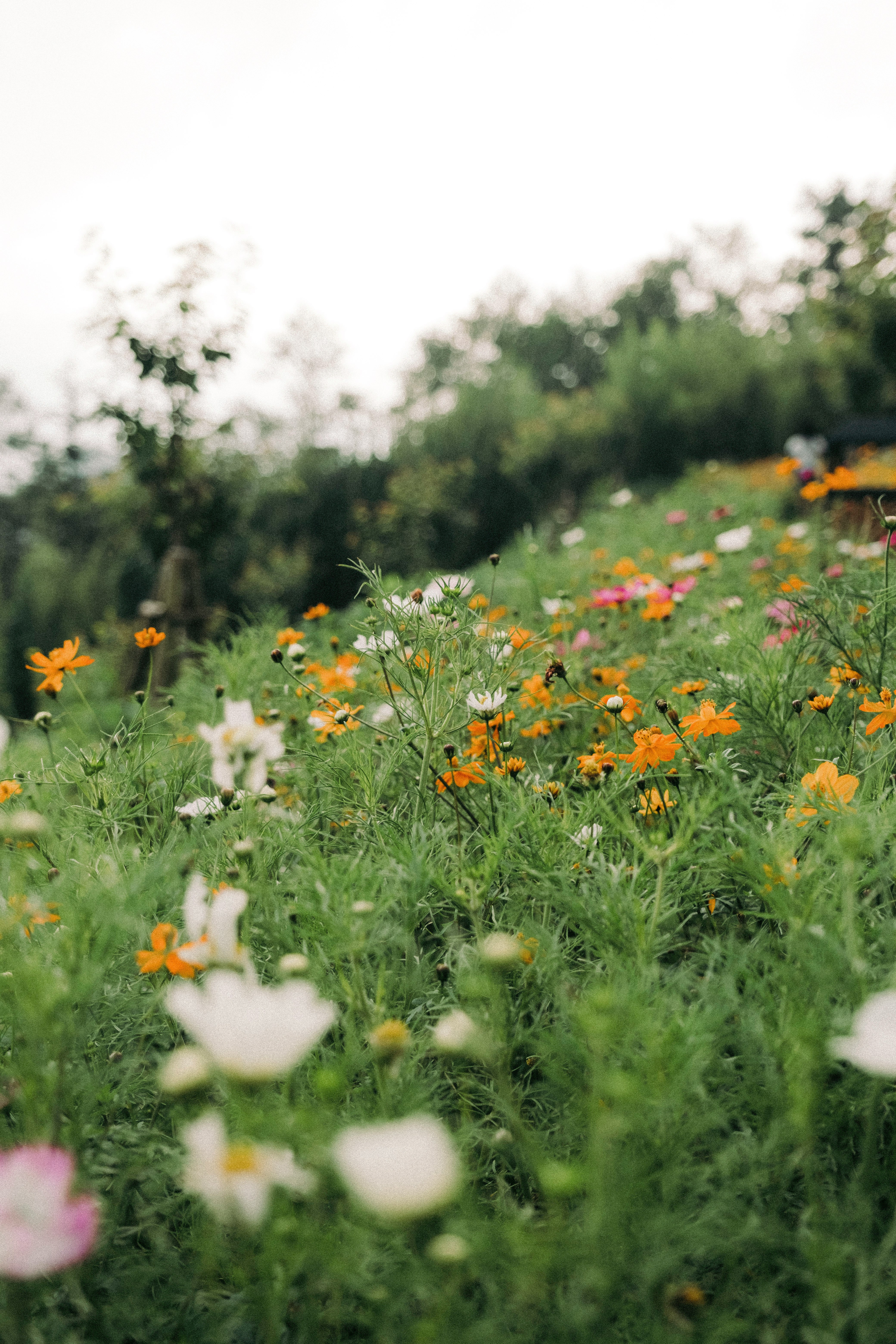 wilde bloemen