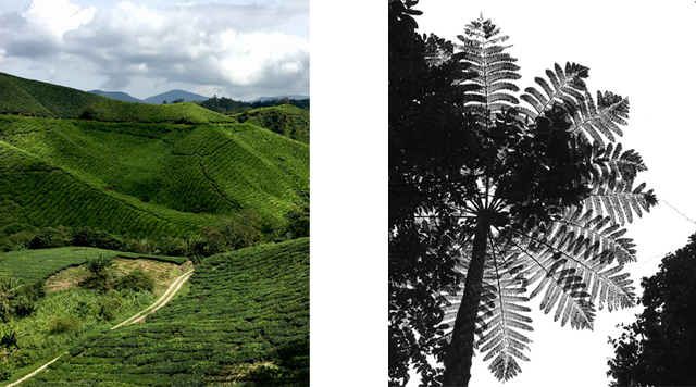 Barts-Boekje-cameron highlands