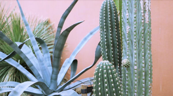 Sprinklr X Hortus Botanicus
