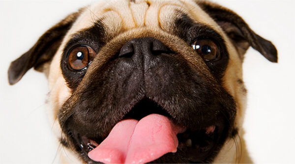 Pop-Up Pug Café