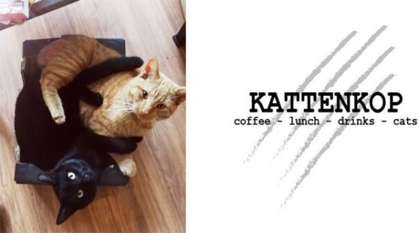 Bijna open: Kattenkop Café Delft