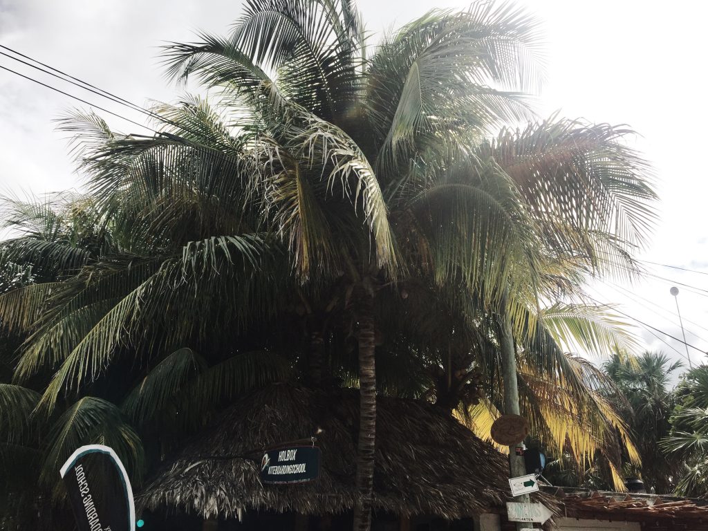 Palmboom op Isla Holbox in Mexico