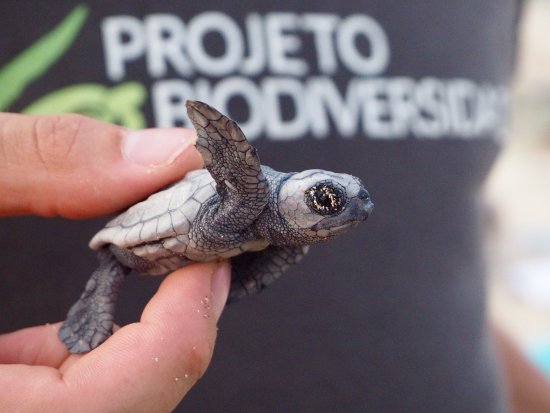 Schildpad zee Project Biodiversity