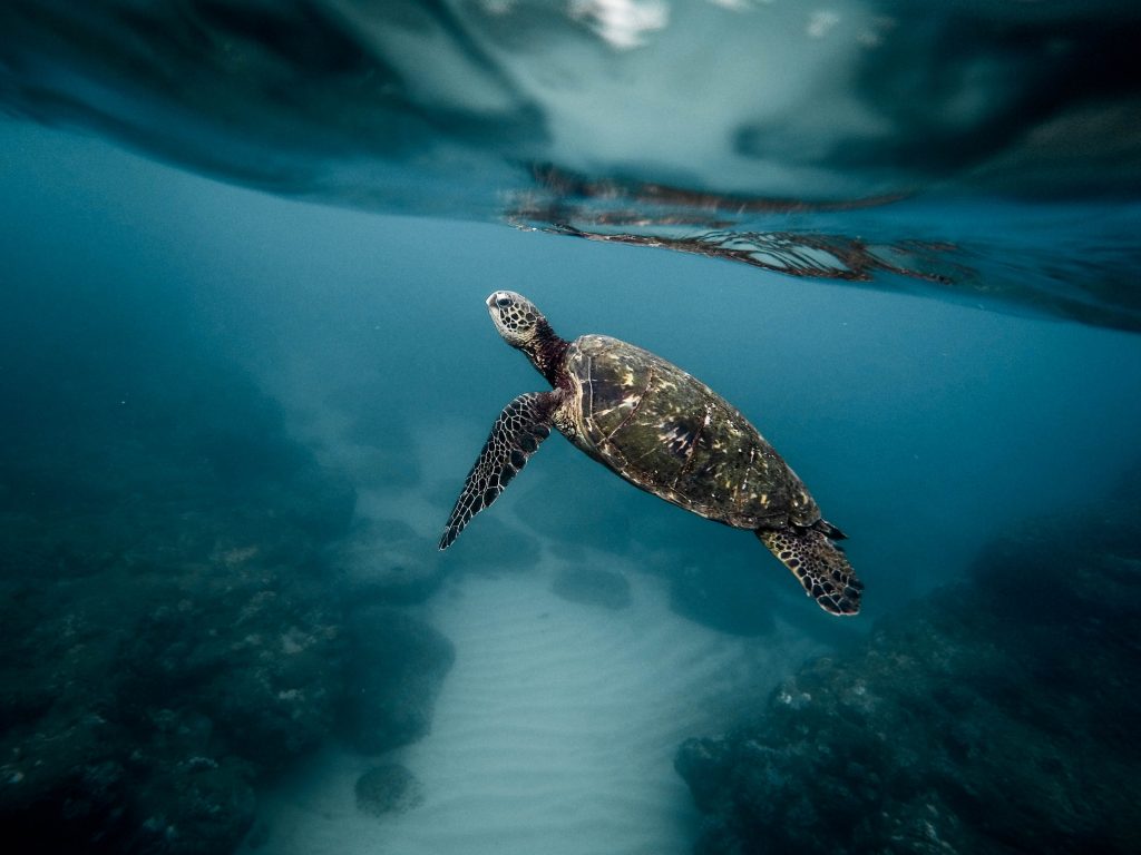 Schildpad zee Project Biodiversity