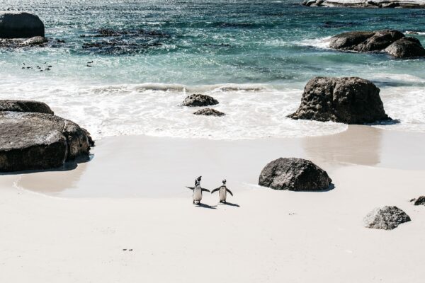 Cool Cape Town, de ultieme Kaapstadgids