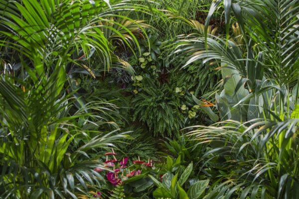 Badderen in het groen in de Plant Bathing Studio