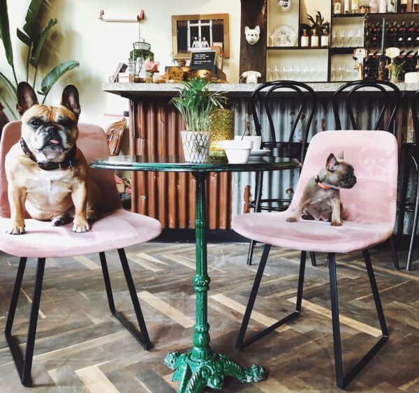 Favoriet in Haarlem: Frenchie Haarlem