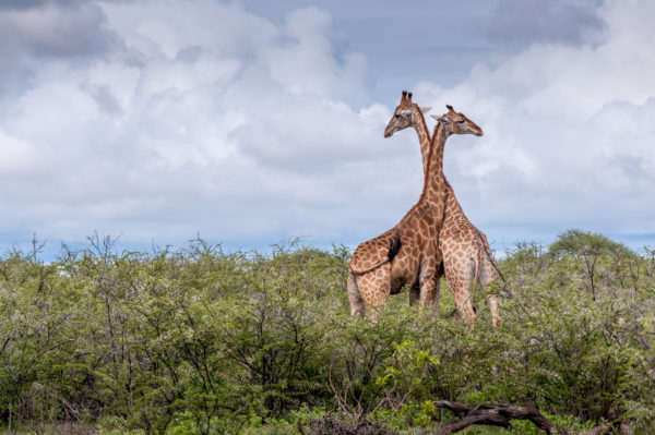 Honeymoonbestemming: Kenia