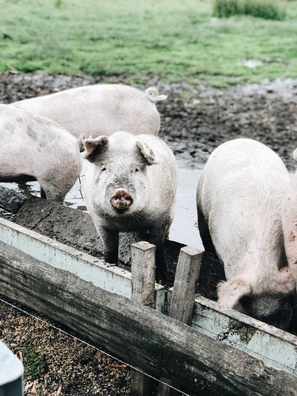Varkens op NoordOogst-terrein Amsterdam-Noord