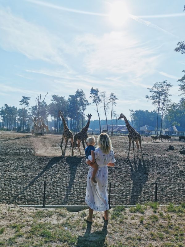 Op safari voor beginners: logeren bij de Beekse Bergen is bijna on-Nederlands leuk