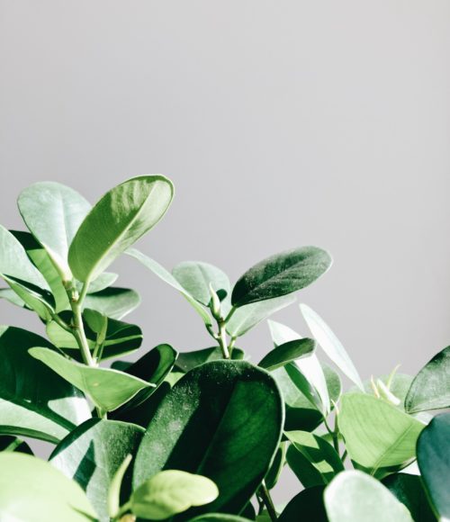 Plantfulness helpt je goed te voelen: yoga, meditatie en planten (+ winnen!)