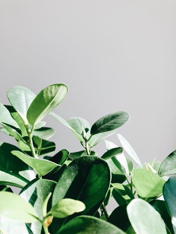 Plantfulness helpt je goed te voelen: yoga, meditatie en planten (+ winnen!)