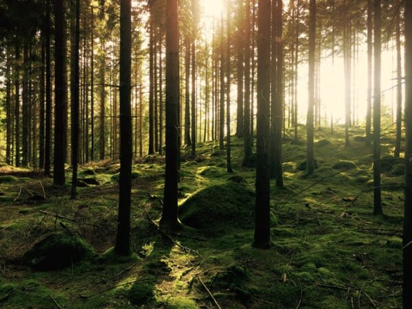 Fair Fashion: Timberland zet zich in voor een groenere toekomst (en plant 50 miljoen bomen!)