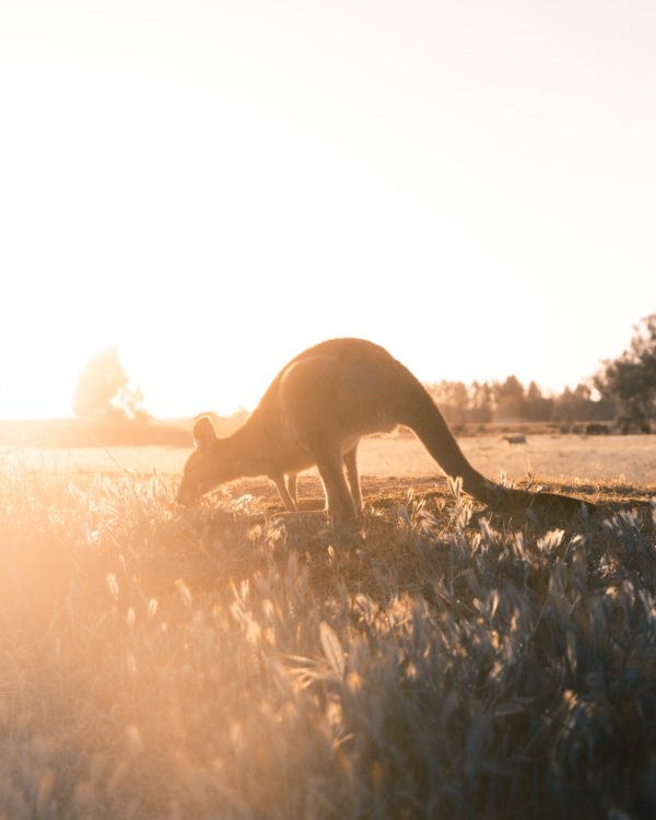 Live vanuit Australie: Wat kun je doen? Maar ook: waar gaan we heen?