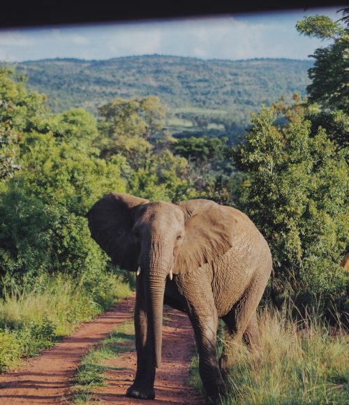 De ultieme game lodge droom: Mhondoro resort in Welgevonden, Zuid Afrika
