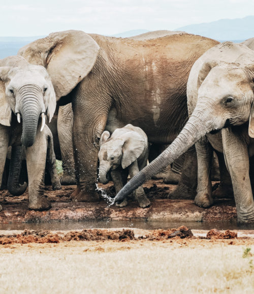 The must sleep wanneer je Addo Elephant park bezoekt: Addo African Home