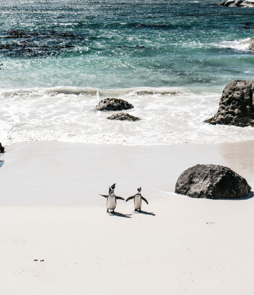 Boulders Beach bij Simons Town, Zuid-Afrika
