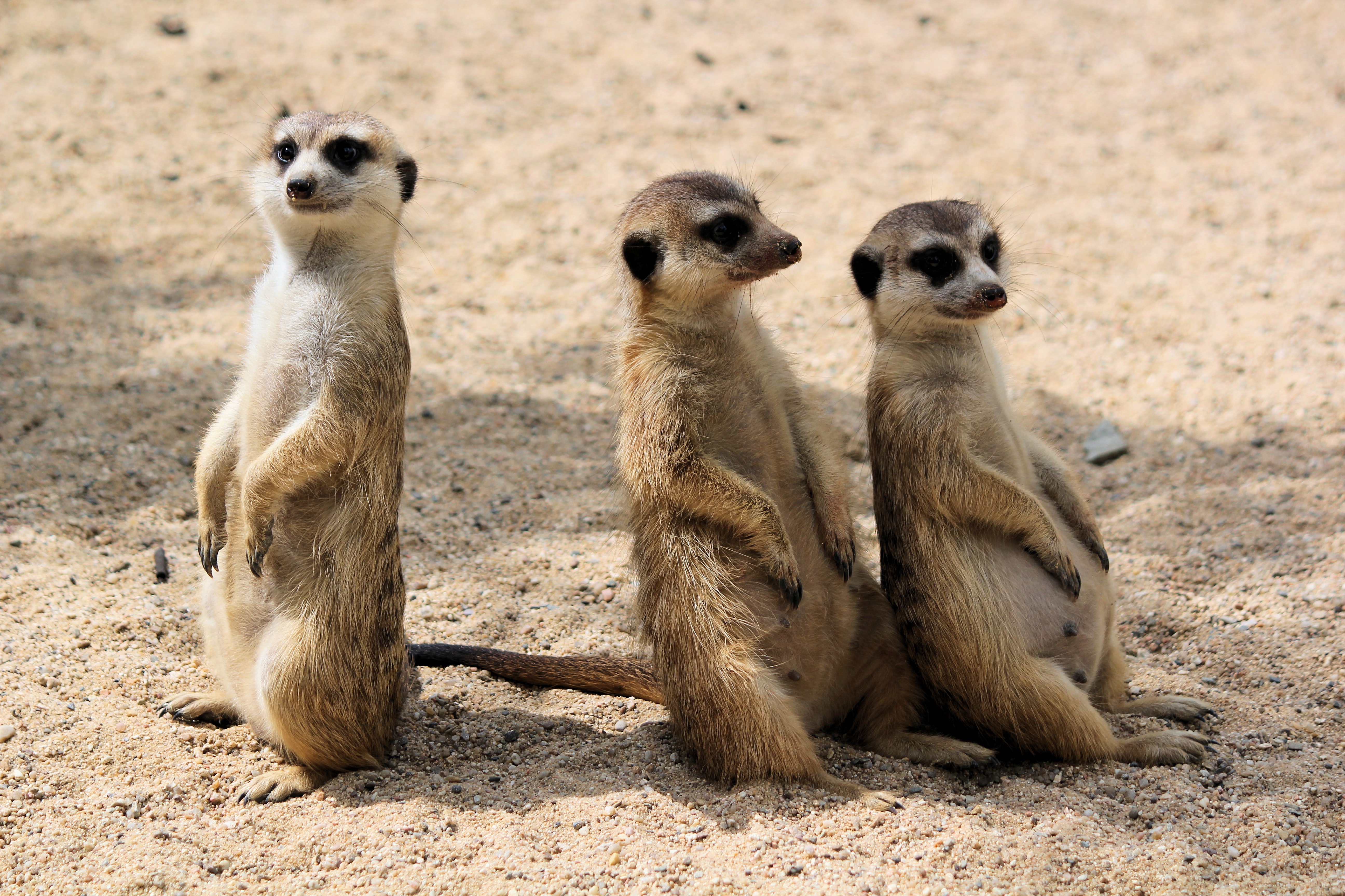 Als je niet naar de dierentuin kunt, haal de dierentuin toch in huis: Google 3D dieren - Barts Boekje