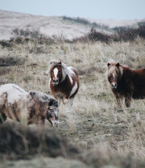 5 x De leukste logeeradressen van Terschelling (en de niet te missen adressen)