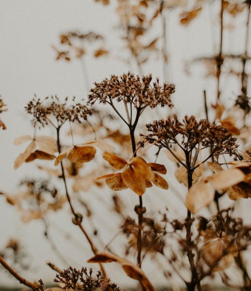 Spread love and flowers met Aimelie Shop