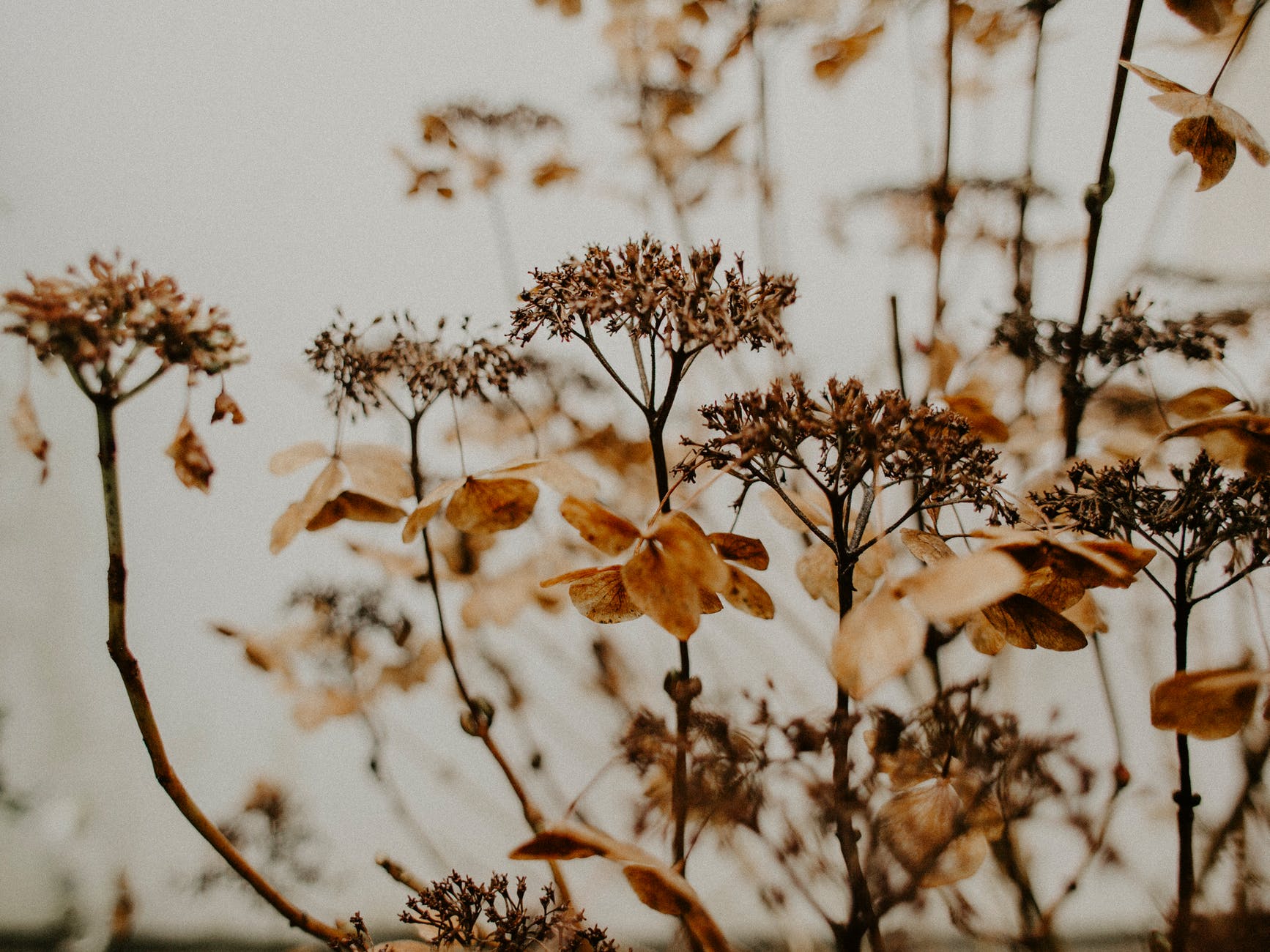 droogbloemen