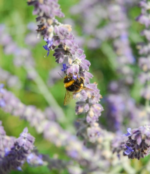 Barts Buiten: een insectenhotel bouwen en bollen snoeien (go go go!)