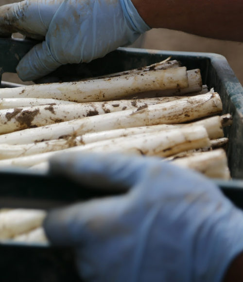 Asperge van de Teler helpt heel Nederland aan het witte goud
