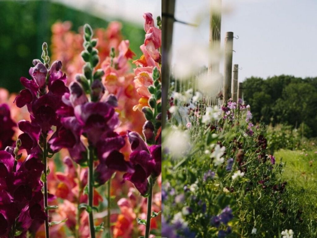 Lokale Bloemetjes pluktuinen Nederland