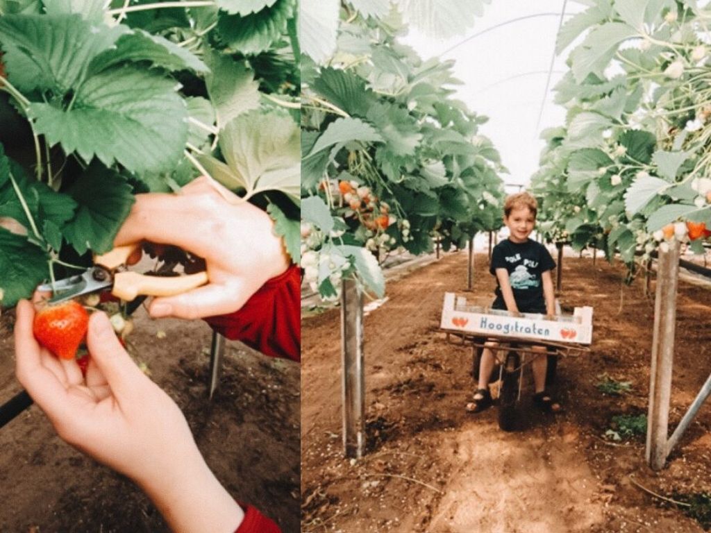 Het Aardbeienterras Pluktuin in Noord-Brabant Nederland