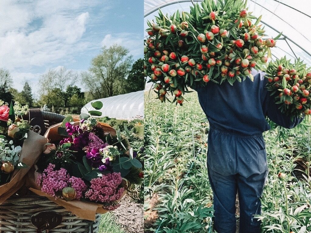 Bloemenliefde Ouddorp Zuid-Holland Nederland pluktuin