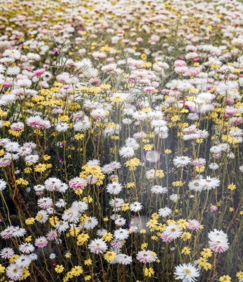 waar shop je online bloemen? Nou, hier!