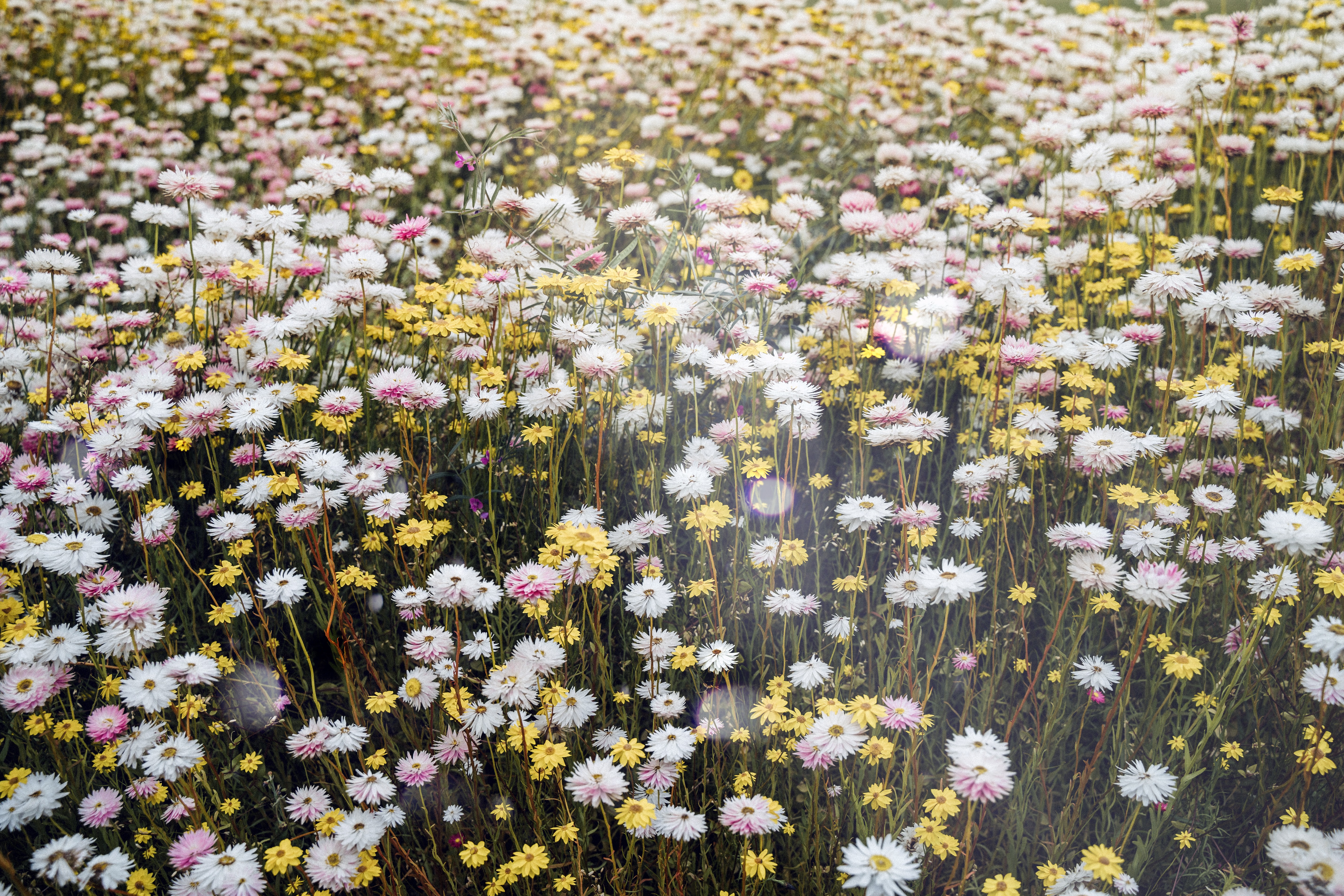 Tuin tips Intratuin kalender