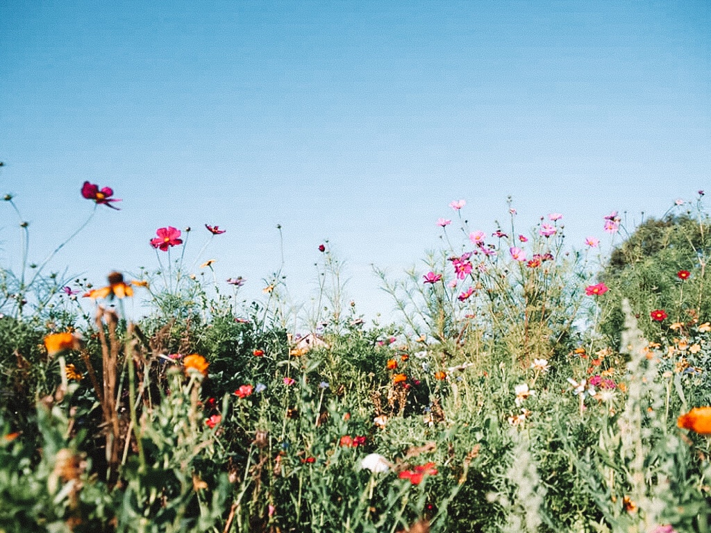 De Twentse Bloemenpluktuin Overijssel Nederland