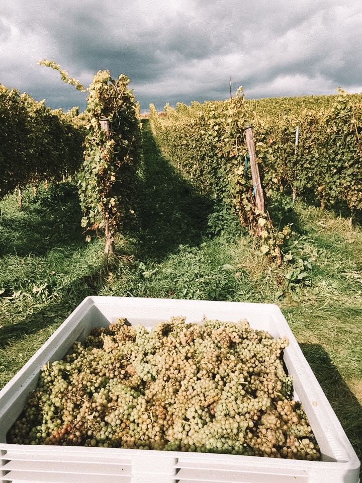 Op Nederlandse wijngaarden druiven plukken op wijnboerderij Colonjes in Limburg