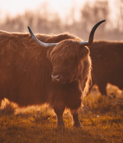 Het leukste (en meest verrassende) van het Waddengebied (en dat is dus veel meer dan TVTAS alleen!)