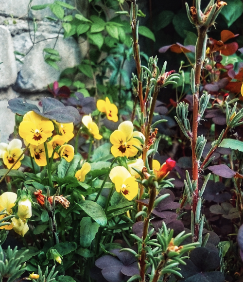 Bloemen plukken en thee drinken bij de Sfeerstal, Nieuwveen