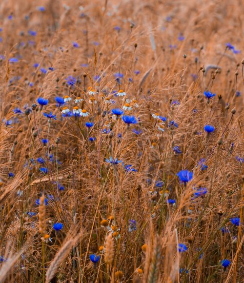 Blauwe bloemen